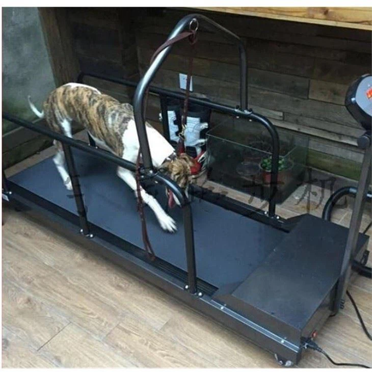 Electric Dog Treadmill